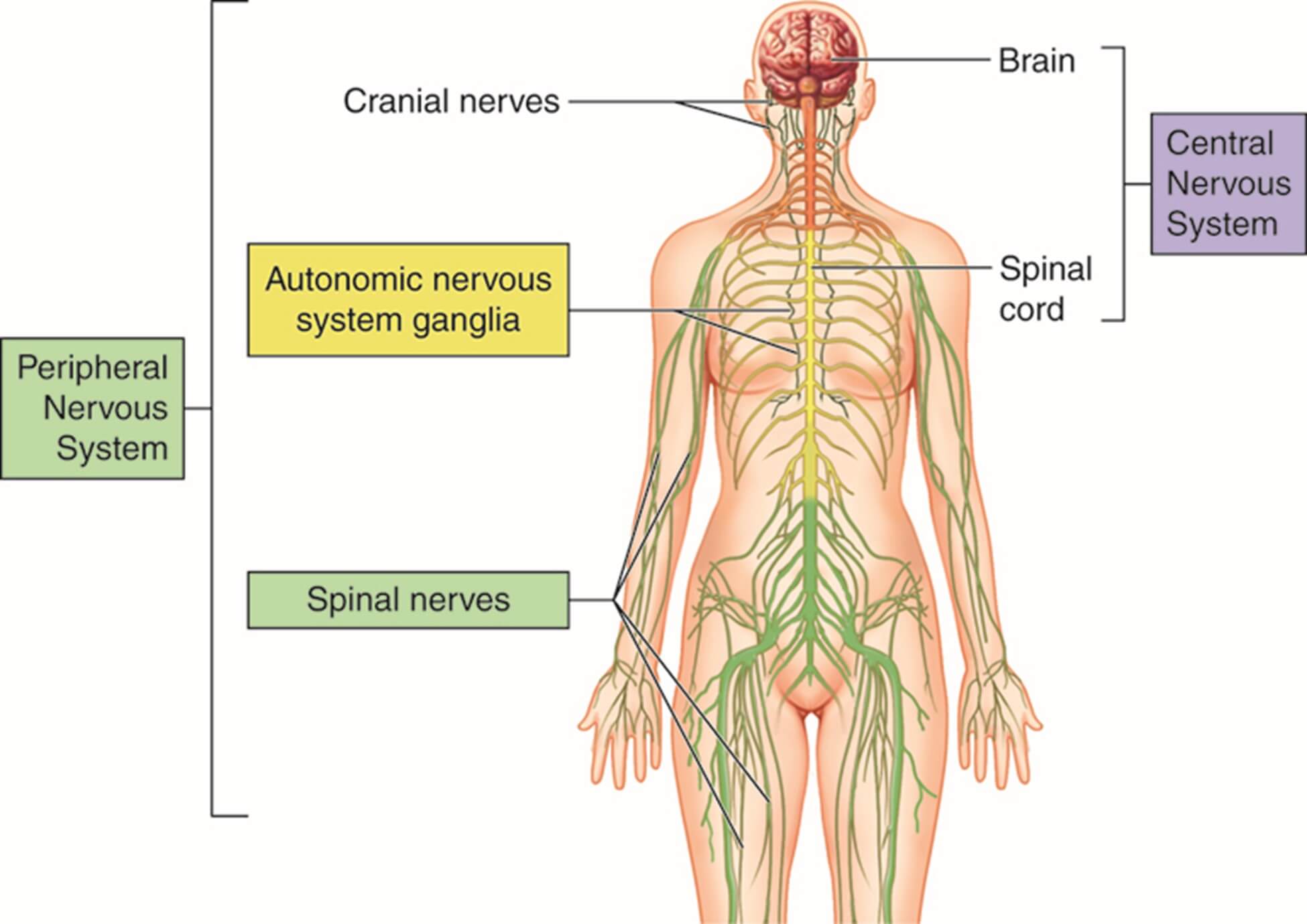 Nervous system diagram