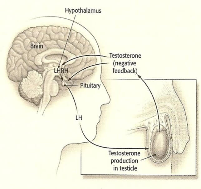 Testosterone – Basic Physiology
